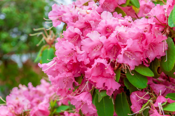 Flowering of beautiful pink flowers on a bush Flowering of beautiful pink flowers on a bush rhododendron stock pictures, royalty-free photos & images