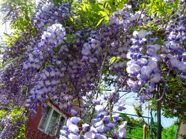 Bright floral background of blue-purple large flowers of wisteria Decorative climbing plant with large clusters of American wisteria flowers in natural environment in the garden wisteria frutescens stock pictures, royalty-free photos & images