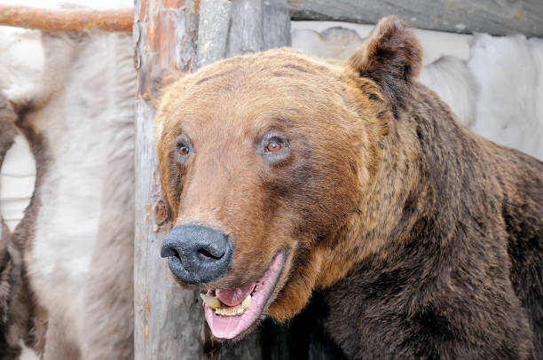 istock The stuffed head of a snarling brown bear 972139588