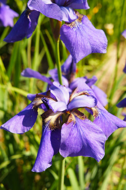 istock Iris sibirica purple flowers in sunlight 972140942