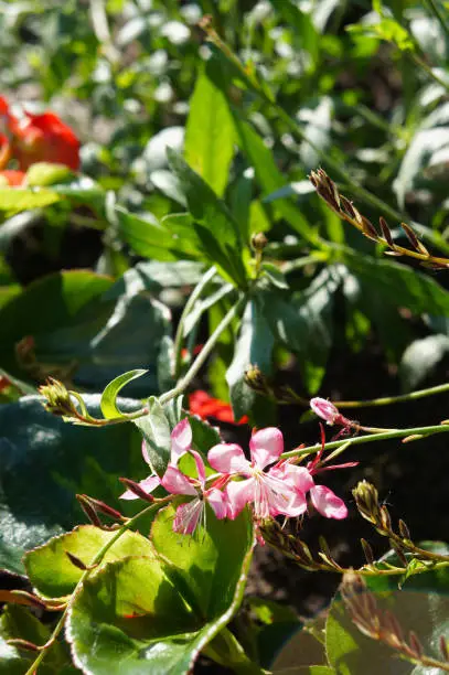 Oenothera lindheimeri or gaura pink flowers with green grassflowers with green