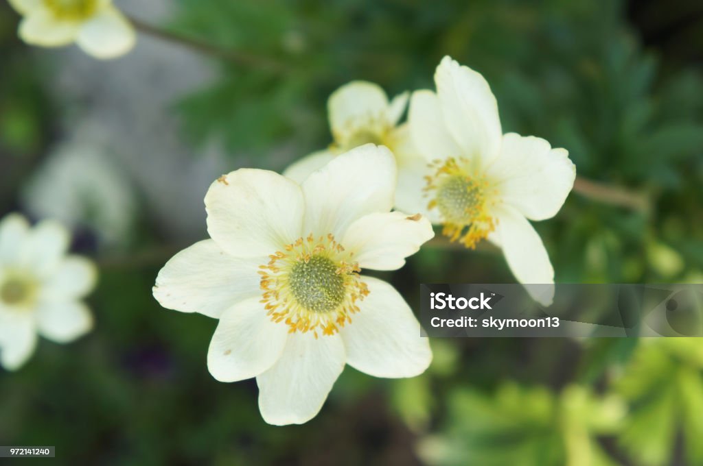 Anemone multifida major windflower white flowers with green background Anemone Flower Stock Photo