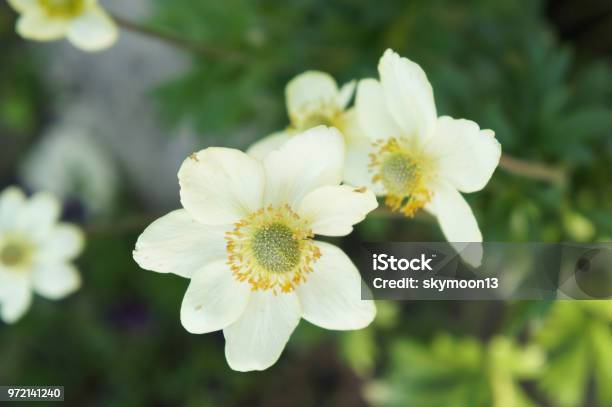 Anemone Multifida Major Windflower White Flowers With Green Background Stock Photo - Download Image Now