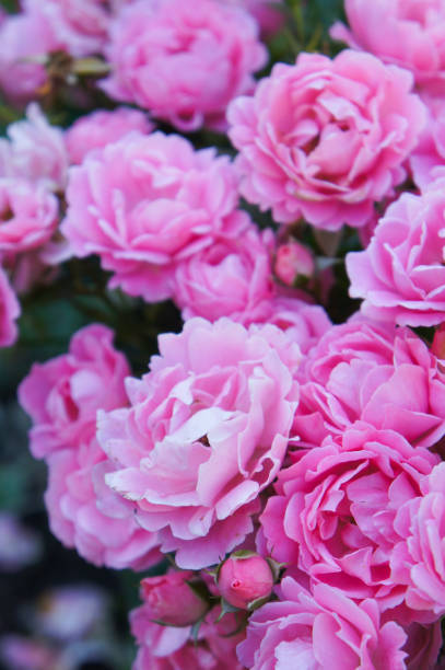 istock Roses floribunda many pink flowers 972141334