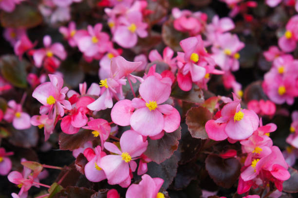 istock Begonia semperflorens many red flowers 972141356