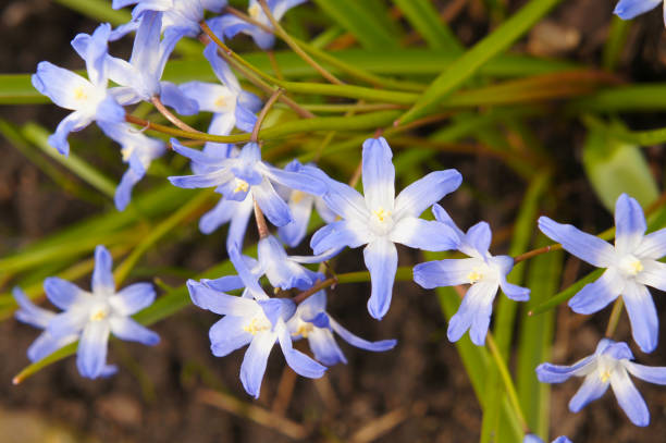 녹색 chionodoxa luciliae 블루 꽃 - chionodoxa 뉴스 사진 이미지