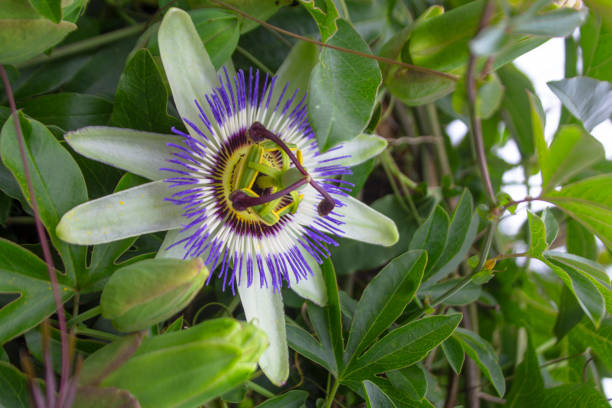 istock Pasiflora (Passiflora), also called 