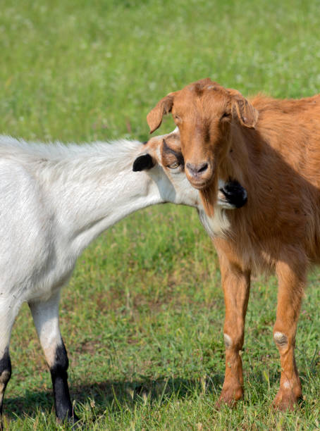 istock A portrait of two beautiful goats (white and red). 972142052