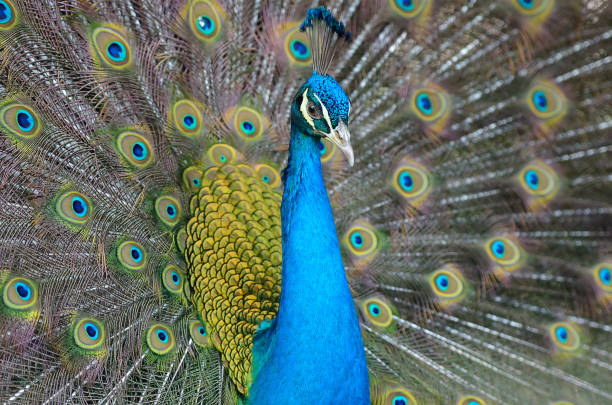 istock Portrait of beautiful peacock with feathers out 972145078