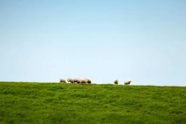 Group of sheep grazing on the dyke near the Eastern Scheldt in Yerseke.