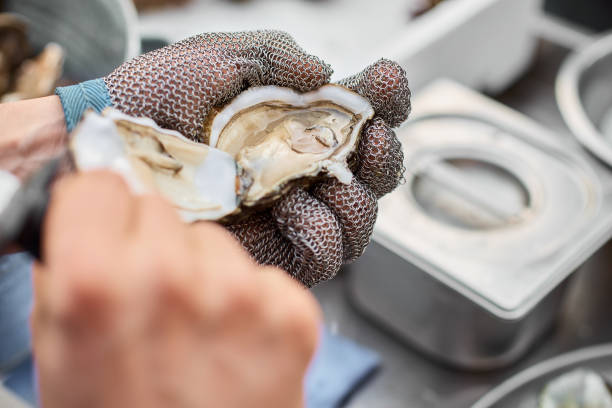 ostras frescas mantida aberta com uma faca de ostras em uma mão com uma luva de ostra, close-up - prepared oysters prepared shellfish shucked seafood - fotografias e filmes do acervo