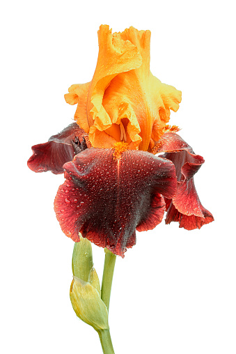 wet yellow and purple color iris flower isolated on white background