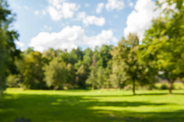 Beautiful view of meadows and forest on a Sunny day. Defocused. Background. Horizontal frame.