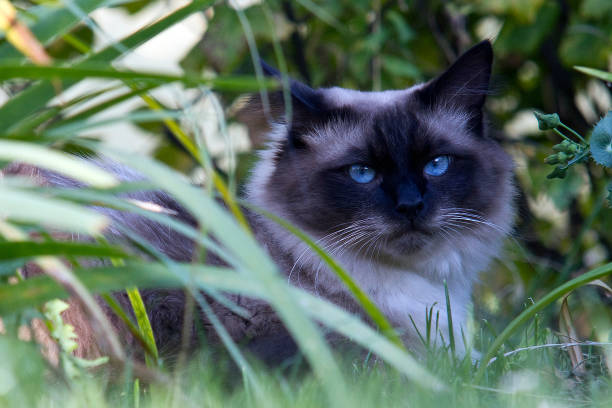 istock The Norwegian Forest Cat is tall 972154646