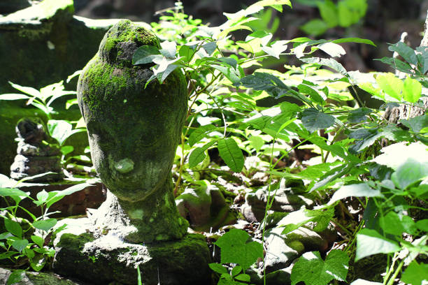 700 years old ruined ancient stone buddha head statue amount green freshness tree leaf during summer, broken body art crafting souvenir sculpture, damaged human statue, home decoration wallpaper