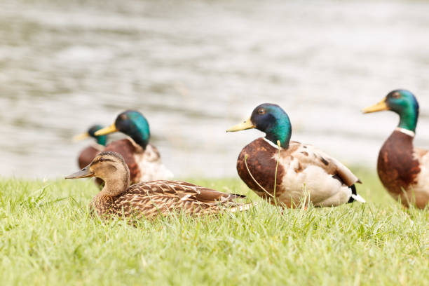 istock Wild ducks on a green meadow 972157932