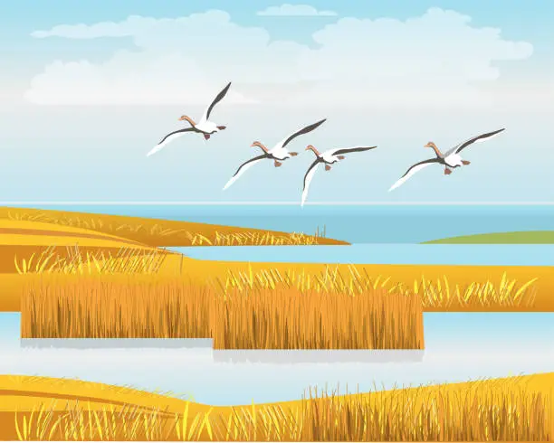 Vector illustration of Geese flying over the reeds