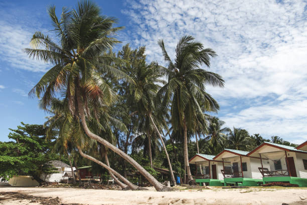 istock beautiful palm trees with shacks on tropical beach 972158180