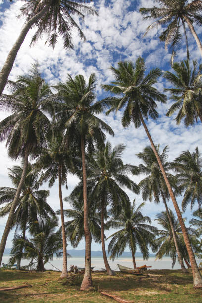 istock beautiful palm trees at tropical seashore on sunny day 972158254