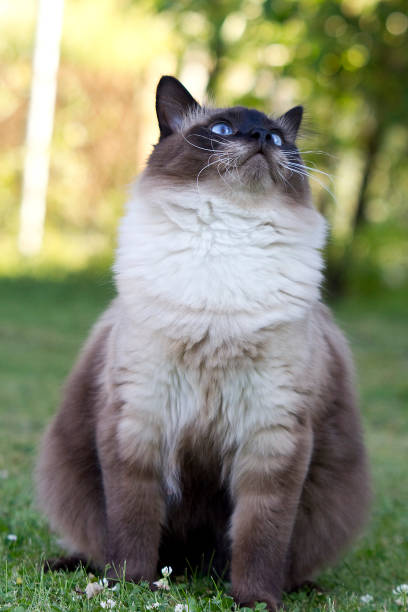 istock The Norwegian Forest Cat is tall 972158430