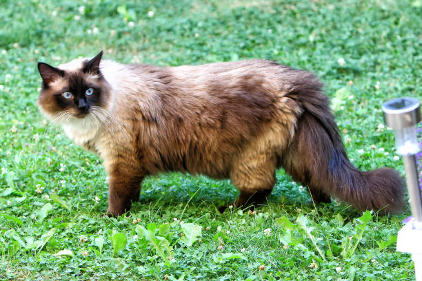 istock The Norwegian Forest Cat is tall 972158766