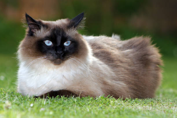istock The Norwegian Forest Cat is tall 972158872