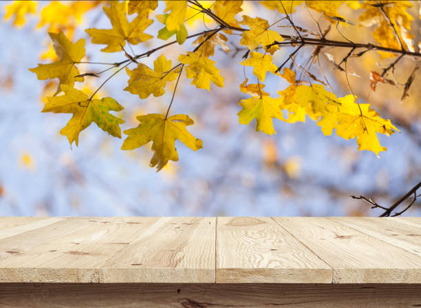 istock Wooden tablet on natural background 972161740