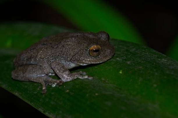 istock Critically endangered frog Raorchestes Ponmudi 972161772