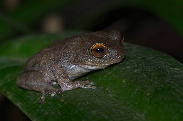 istock Critically endangered frog Raorchestes Ponmudi 972161836