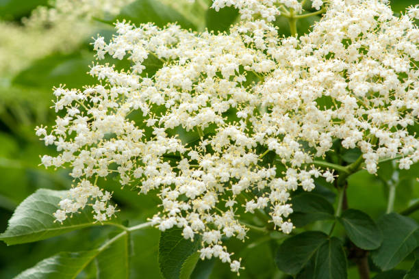 istock flowers of elderberry on the tree 972164986