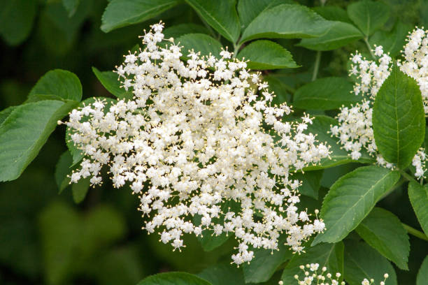 istock flowers of elderberry on the tree 972165002