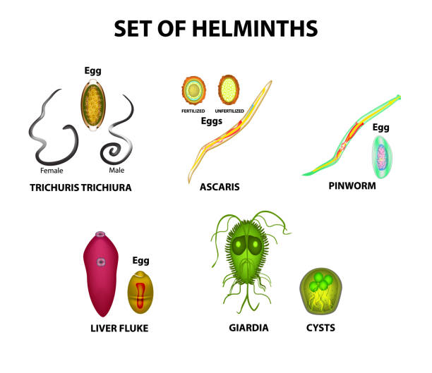 Set of helminths and their eggs. Worms. Hepatic fluke, hepatic trematode, ascaris, pinworm, lamblia, cyst of lamblia. Trichuris trichiura. Infographics. Vector illustration on isolated background. Set of helminths and their eggs. Worms. Hepatic fluke, hepatic trematode, ascaris, pinworm, lamblia, cyst of lamblia. Trichuris trichiura. Infographics. Vector illustration on isolated background giardia lamblia stock illustrations