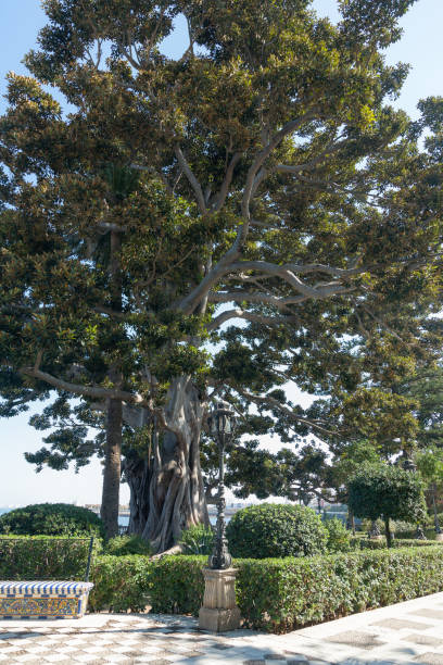 istock view of beautiful spanish public park 972165570