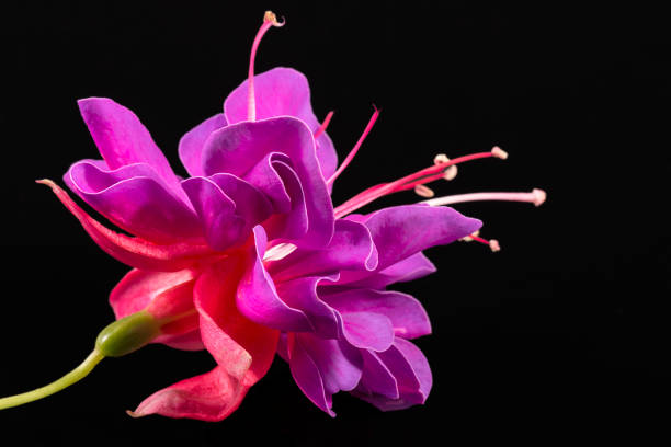 Single Flower Of Fuchsia Isolated On Black Background Close Up Stock Photo - Download Image Now - iStock Single Flower Of Fuchsia Isolated On Black Background Close Up Stock Photo - Download Image Now - iStock