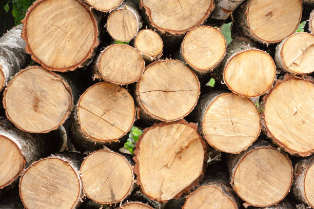 istock stack of birch wood - wooden background 972168342