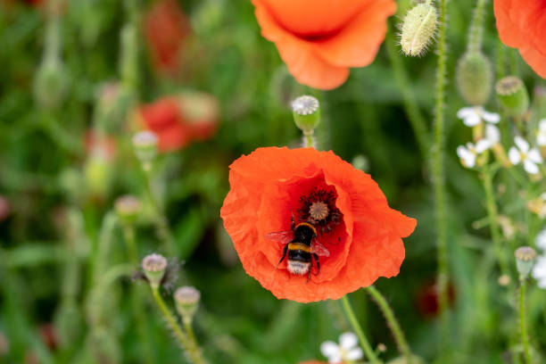 wild flowers