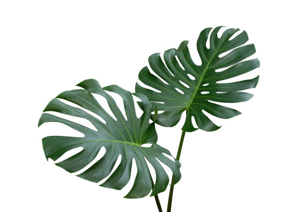 folhas de monstera planta, a videira evergreen tropical isolada no fundo branco, recorte o caminho incluído - filodendro - fotografias e filmes do acervo