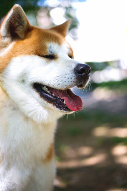 istock Japanese Akita Dog 972174152