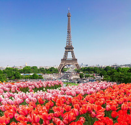 Eiffel Tower with fresh tulips flowers, Paris, France