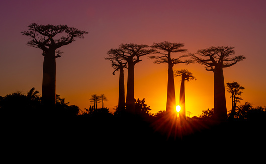 Sunset over Alley of the baobabs, Madagascar