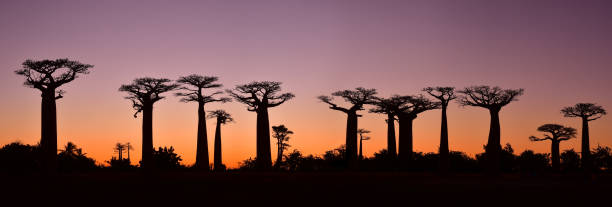 закат над аллеей баобабов, мадагаскар - african baobab стоковые фото и изображения