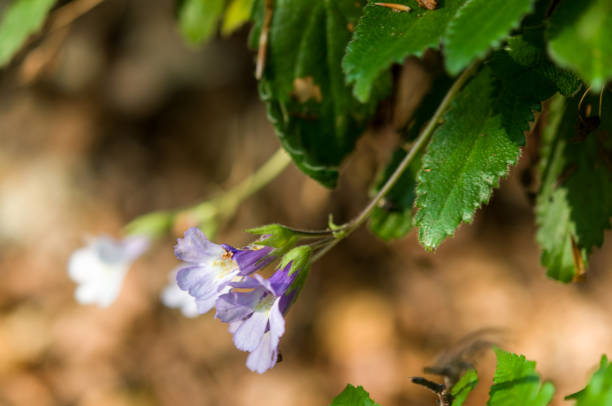 istock Rare Haberlea rhodopensis 972182364