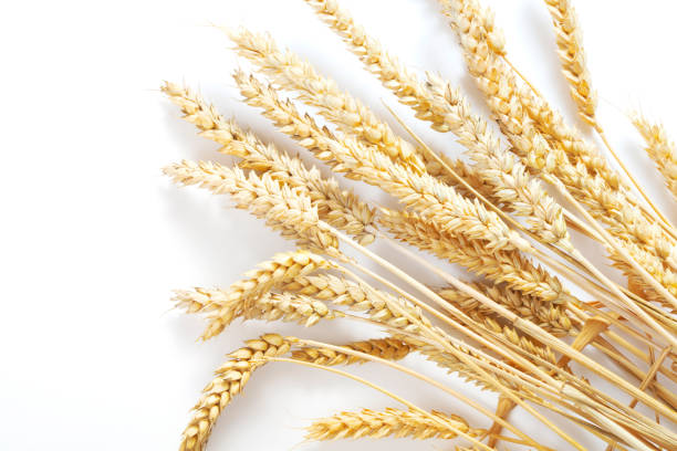istock ears of wheat 972182470