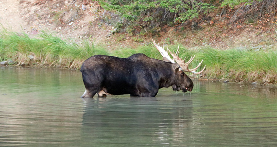 Adultos Bull Moose en lago Fishercap en la región de muchos glaciares de Parque Nacional los glaciares en Estados Unidos Montana photo