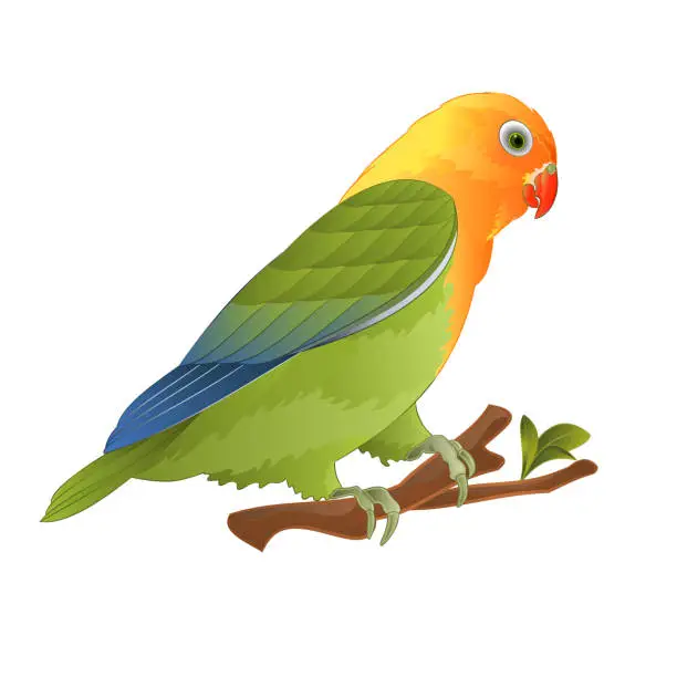 Vector illustration of Parrot lovebird Agapornis tropical bird  standing on a branch on a white background vector illustration editable