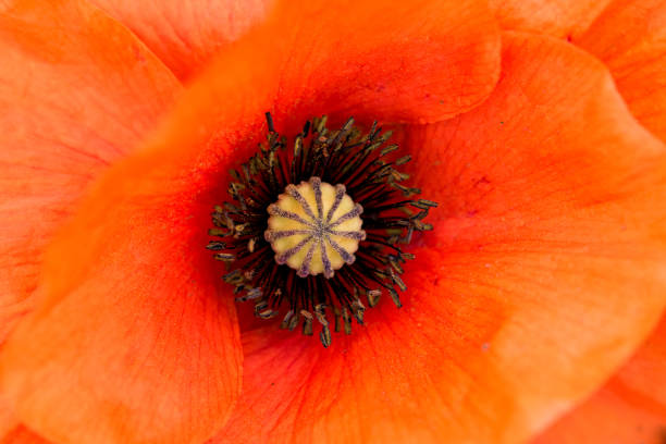 istock Centre of a wild poppy flower 972190156