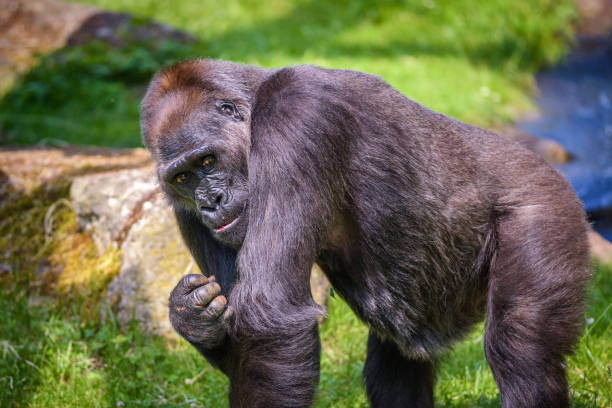 retrato de un gran gorila occidental de tierras bajas - control looking at camera animal direction fotografías e imágenes de stock