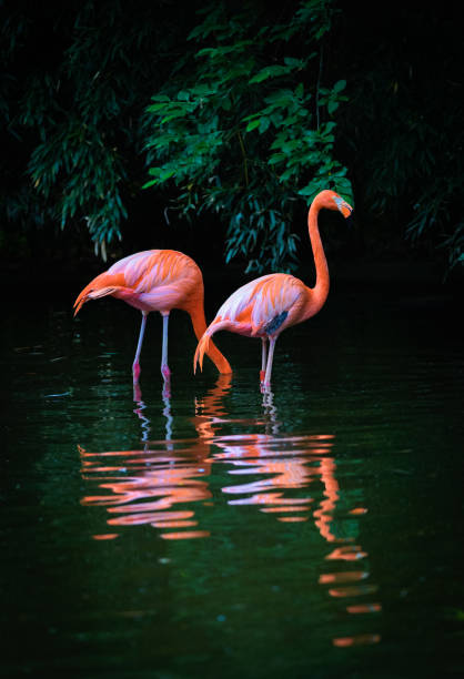 istock Two Caribbean Flamingos with reflection in the water 972190438