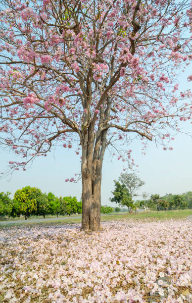 istock Tabebuia rosea in thailand 972194338