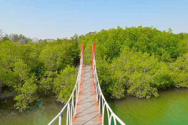 istock Suspension bridge in mangrove forest, tropical site 972196918